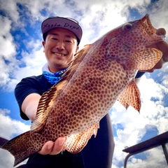 オオモンハタの釣果