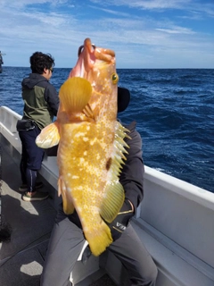 キジハタの釣果