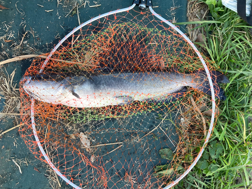 アメリカナマズの釣果