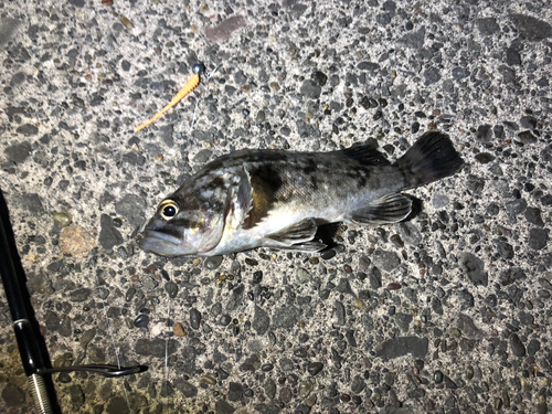 クロソイの釣果