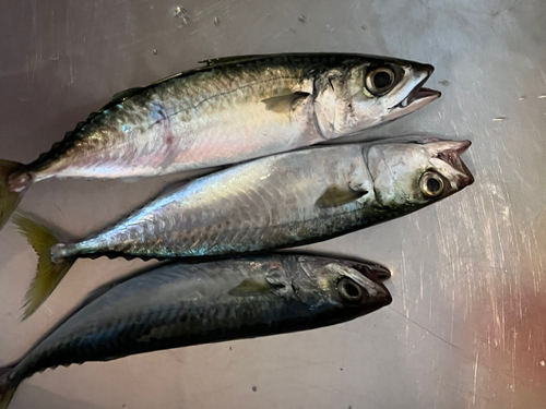 サバの釣果