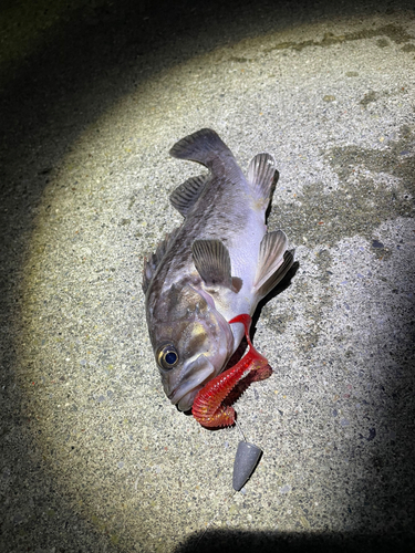 クロソイの釣果