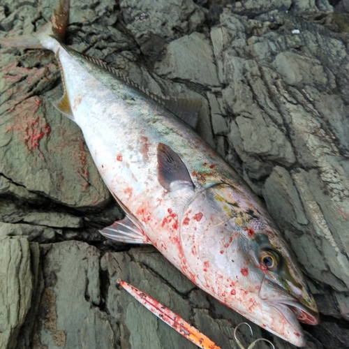 ハマチの釣果