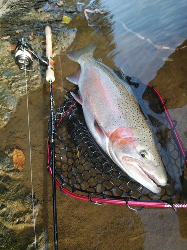 ニジマスの釣果