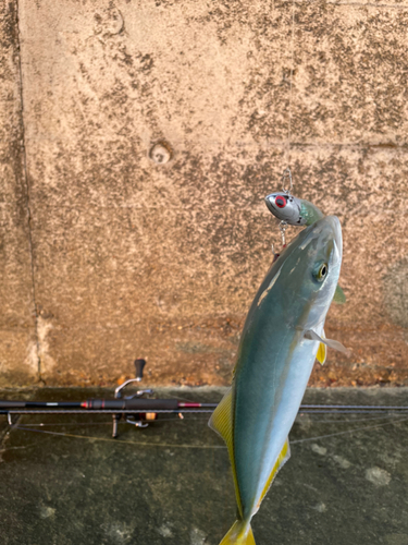 イナダの釣果