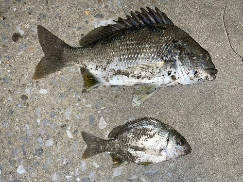 チヌの釣果