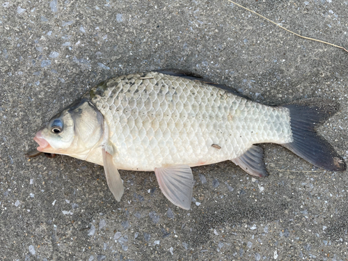 フナの釣果