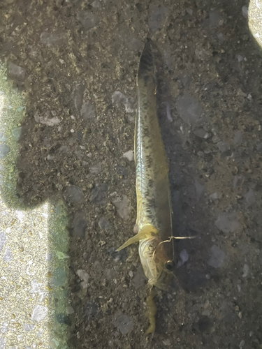 ハゼの釣果