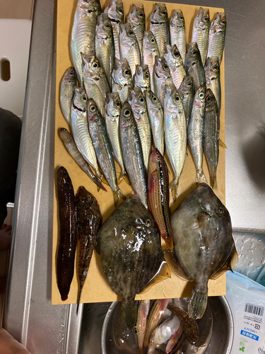 アジの釣果