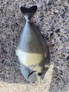テングハギモドキの釣果