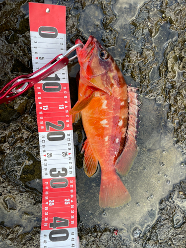 アカハタの釣果