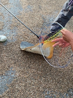 アカエイの釣果