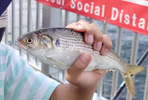 コノシロの釣果