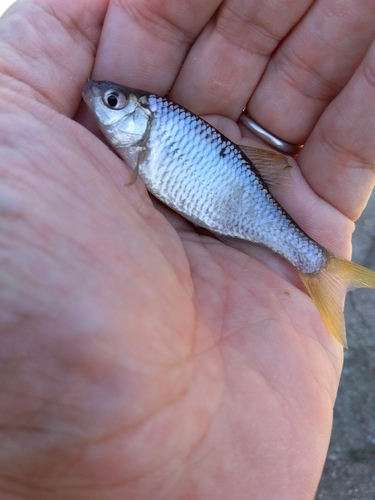 タナゴの釣果