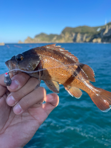 エゾメバルの釣果