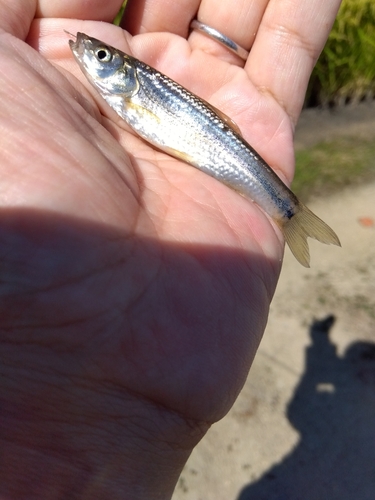 モロコの釣果