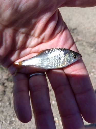 タナゴの釣果