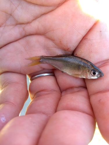 タナゴの釣果