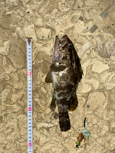 タケノコメバルの釣果