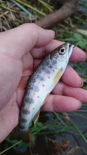 ヤマメの釣果