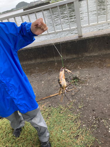 イシガニの釣果