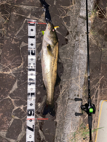 シーバスの釣果