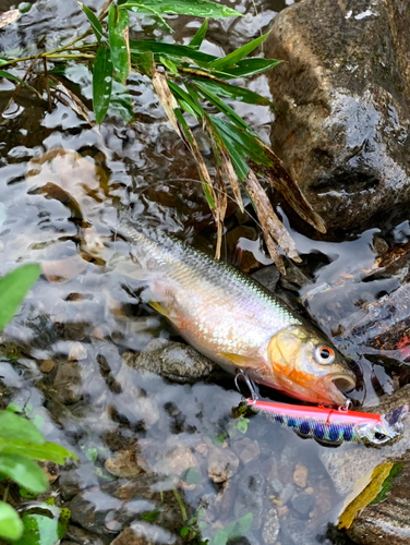 カワムツの釣果