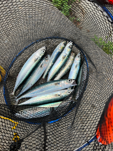 マサバの釣果