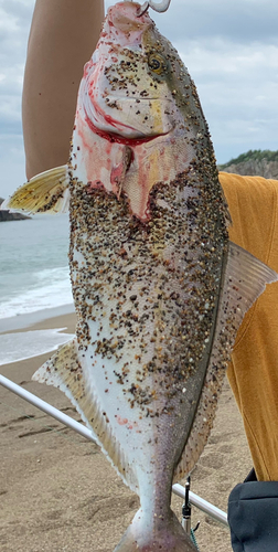 ショゴの釣果