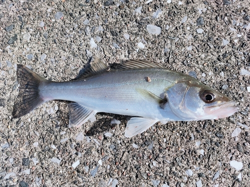 セイゴ（マルスズキ）の釣果