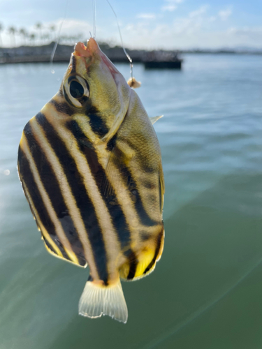 カゴカキダイの釣果