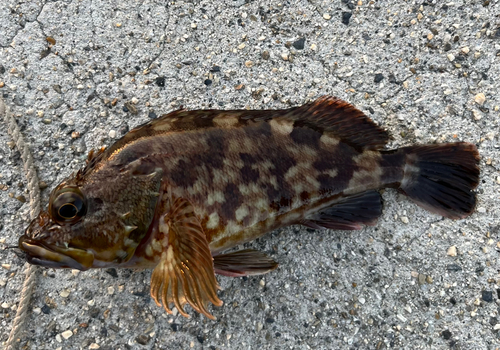 カサゴの釣果