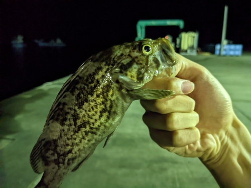 ソイの釣果