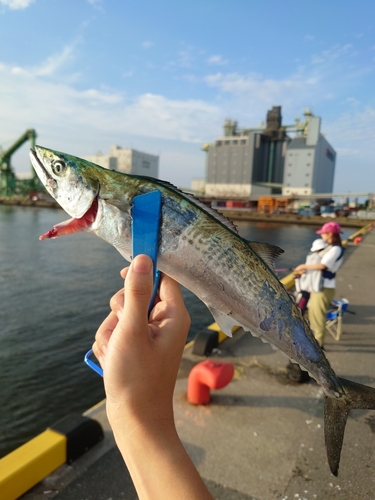 サゴシの釣果