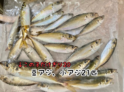 アジの釣果