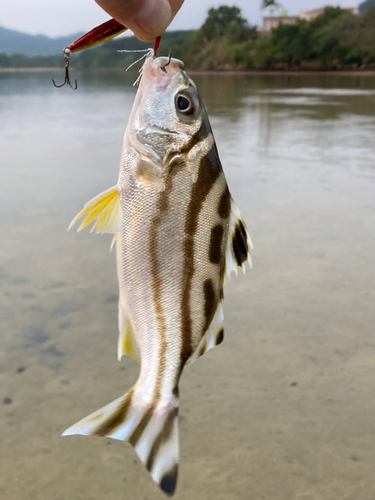 コトヒキの釣果