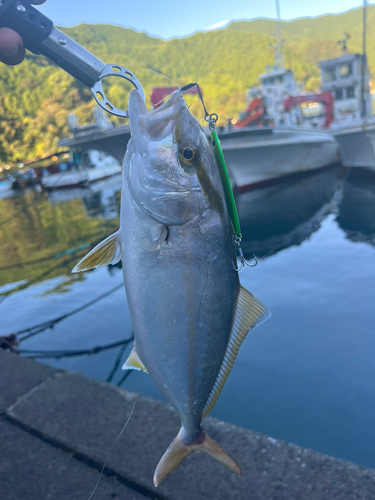 シオの釣果