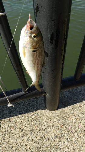 コノシロの釣果