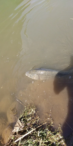 コイの釣果