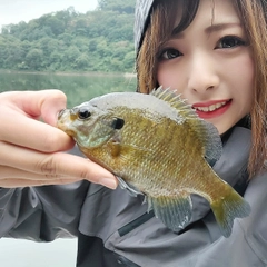 ブルーギルの釣果