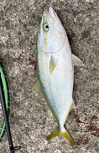 イナダの釣果