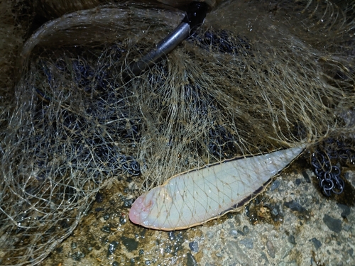 シタビラメの釣果