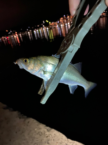 セイゴ（マルスズキ）の釣果