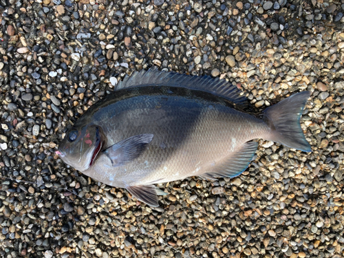 メジナの釣果