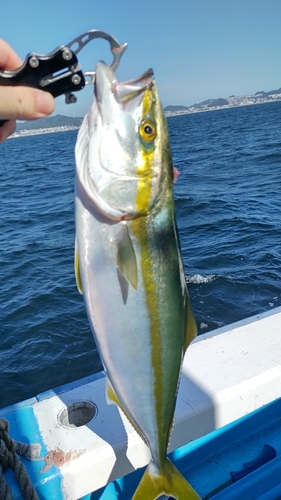 ワラサの釣果