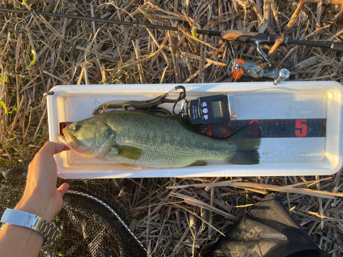 ブラックバスの釣果