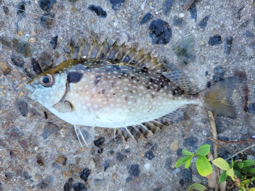 アイゴの釣果