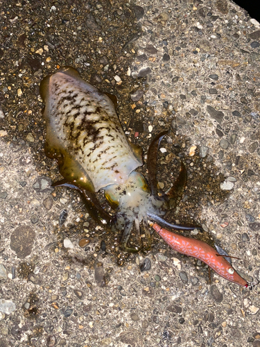 アオリイカの釣果