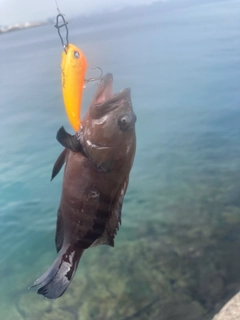 ヤミハタの釣果