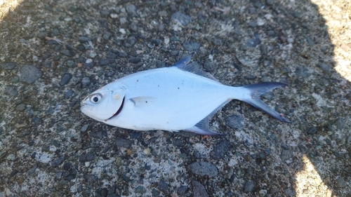 コバンアジの釣果